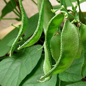 Premium Dolichos Beans Vegetable Imported seeds 20-30 – High-Quality Seeds for Vibrant Growth