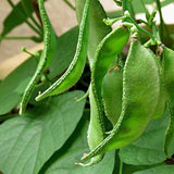 Premium Dolichos Beans Vegetable Imported seeds 20-30 – High-Quality Seeds for Vibrant Growth