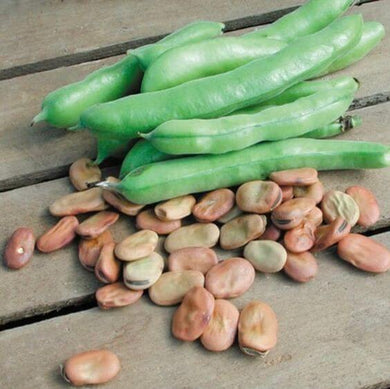 Premium Fava Beans Vegetable Imported seeds 20-30 – High-Quality Seeds for Vibrant Growth
