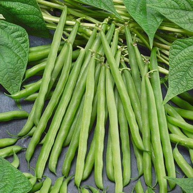 Premium French Beans Vegetable Imported seeds 30-40 – High-Quality Bulbs for Stunning Blooms