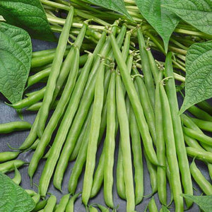 Premium French Beans Vegetable Imported seeds 30-40 – High-Quality Bulbs for Stunning Blooms