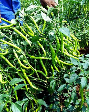 Premium Green Chili Imported seeds 50-100 – High-Quality Seeds for Vibrant Growth