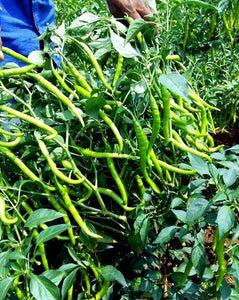 Premium Green Chili Imported seeds 50-100 – High-Quality Seeds for Vibrant Growth