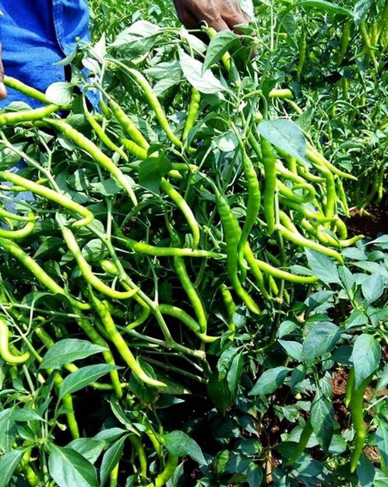 Premium Green Chili Imported seeds 50-100 – High-Quality Seeds for Vibrant Growth