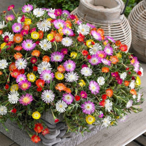 Premium Ice plant Flower Seeds, Imported Seeds 50-100 – High-Quality Seeds for Vibrant Growth