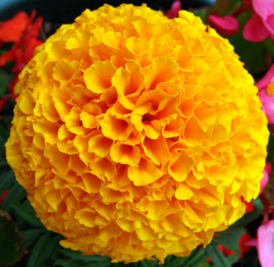 Premium Marigold Inca Yellow Flower Seeds, Imported Flower Seeds 40-50 – High-Quality Seeds for Vibrant Growth