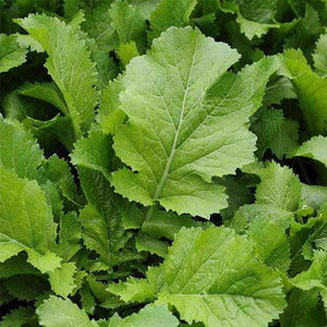 Premium Mustard Saag Imported Vegetable seeds 50-100 – High-Quality Seeds for Vibrant Growth