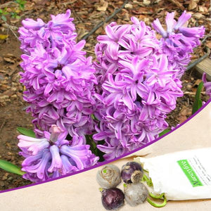 Premium Hyacinth Anna Liza (Purple) - Bulbs (set of 5) – High-Quality Bulbs for Stunning Blooms