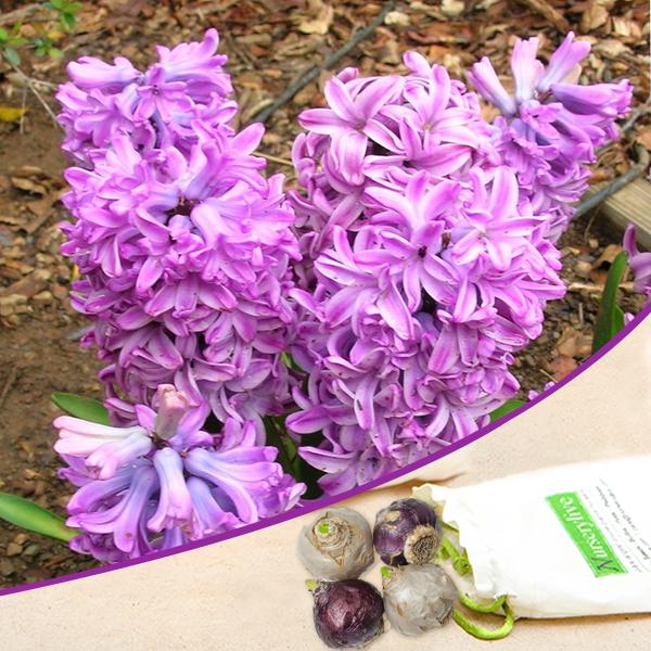 Premium Hyacinth Anna Liza (Purple) - Bulbs (set of 5) – High-Quality Bulbs for Stunning Blooms
