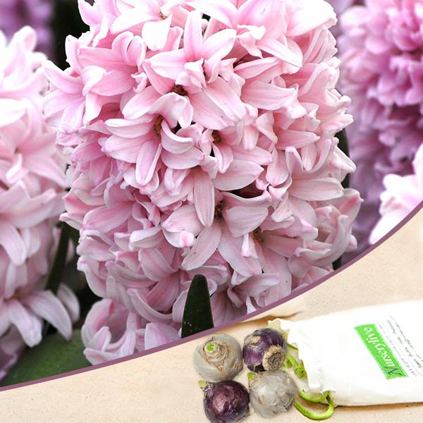 Premium Hyacinth Apricot Passion (Baby Pink) - Bulbs (set of 5) – High-Quality Bulbs for Stunning Blooms