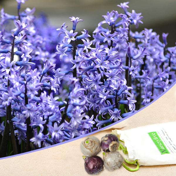 Premium Hyacinth (Blue Multiflora) - Bulbs (set of 5) – High-Quality Bulbs for Stunning Blooms