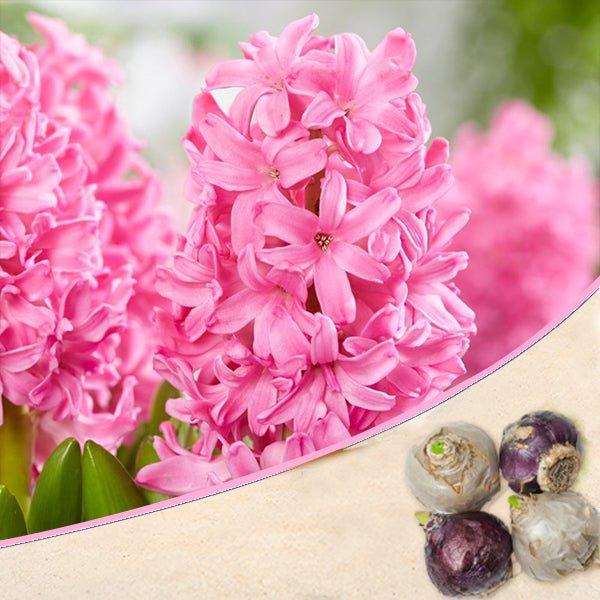 Premium Hyacinth (Pink) - Bulbs (set of 5) – High-Quality Bulbs for Stunning Blooms