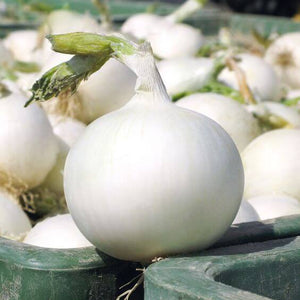 Premium Onion White Vegetable Imported seeds 50-100 – High-Quality Bulbs for Stunning Blooms