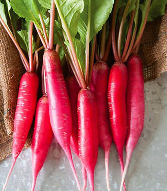 Premium Radish Red Long Imported Vegetable seeds 50-100 – High-Quality Bulbs for Stunning Blooms