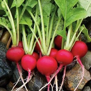 Premium Radish Red Round Imported Vegetable seeds 50-100 – High-Quality Bulbs for Stunning Blooms