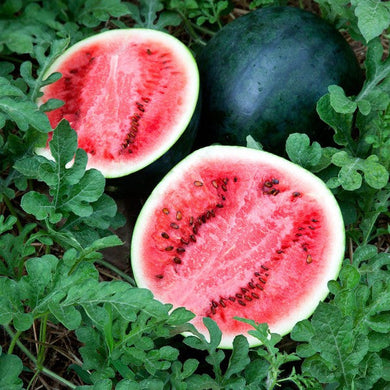 Watermelon - Tarabooj Vegetable Seeds