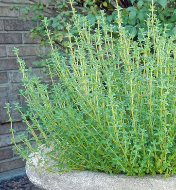 Premium Rhyme Thyme Herb Seeds, Imported Seeds 40-50 – High-Quality Seeds for Vibrant Growth