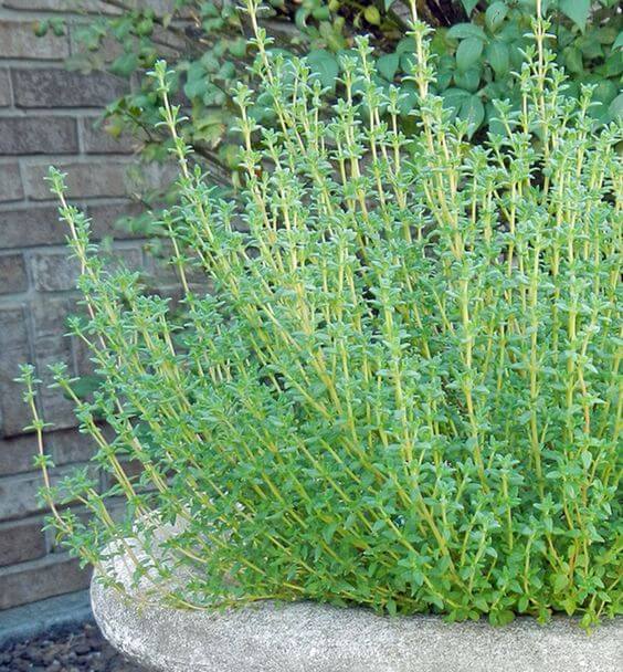 Premium Rhyme Thyme Herb Seeds, Imported Seeds 40-50 – High-Quality Seeds for Vibrant Growth