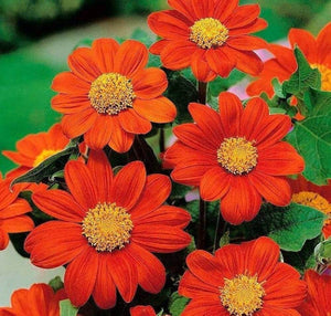 Premium Tithonia Flower Seeds, Imported Flower Seeds 50-100 – High-Quality Seeds for Vibrant Growth