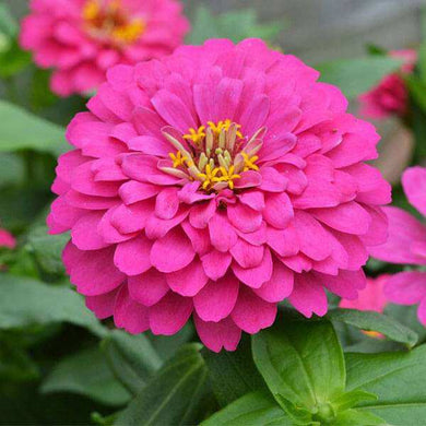 Premium Zinnia Pink Flower Seeds, Imported Flower Seeds 50-100 – High-Quality Seeds for Vibrant Growth