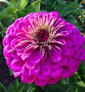 Premium Zinnia Purple Flower Seeds, Imported Flower Seeds 50-100 – High-Quality Seeds for Vibrant Growth