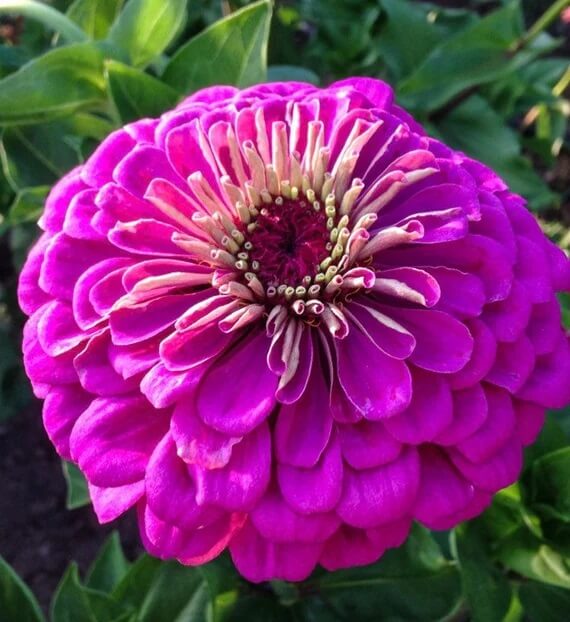 Premium Zinnia Purple Flower Seeds, Imported Flower Seeds 50-100 – High-Quality Seeds for Vibrant Growth